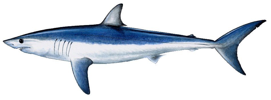 Shortfin Mako Shark